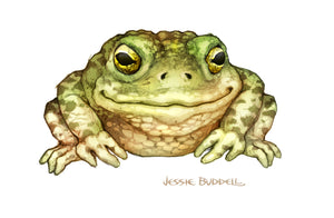 Frog illustration - plush